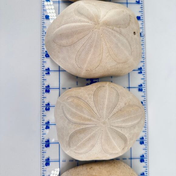 Lot of 6 Fossil Sand Dollars | Natural Sea Biscuit Specimens | Coastal Decor - Picture 5 of 9